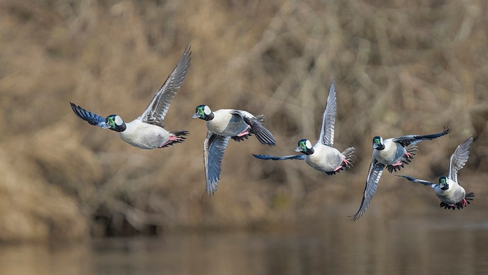 Washington State Composite image of a male Bufflehead taking off from the Sammamish Slough
